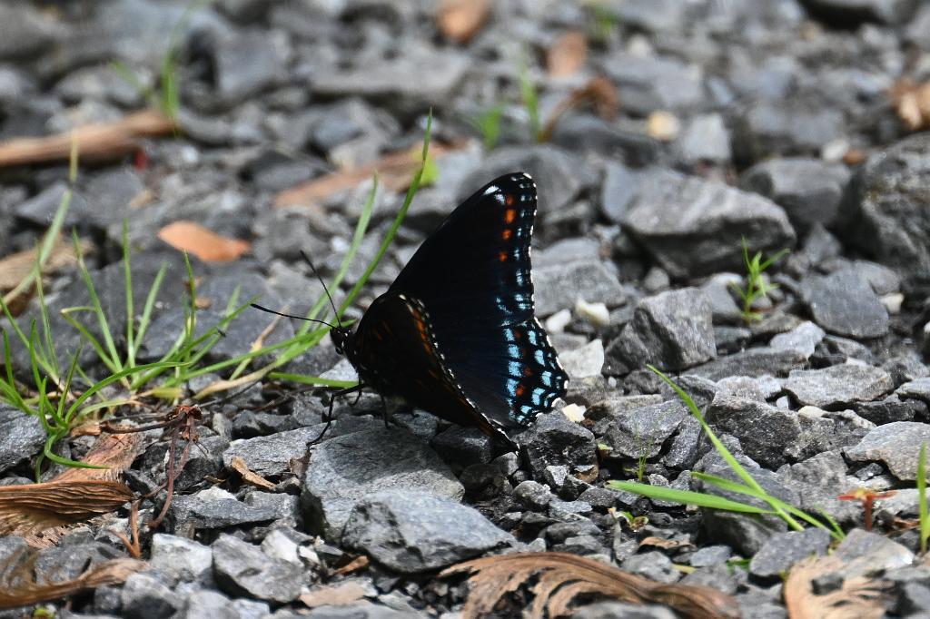 2025-05288724 Oxbow NWR, MA.JPG - Red-spotted Admiral Butterfly. Oxbow National Wildlife Refuge, MA, 5-28-2025